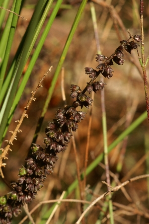Lomandra micrantha female
